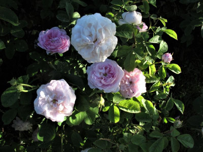 duchessedemontebello.JPG