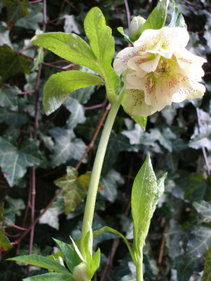 Helleborus1a.JPG
