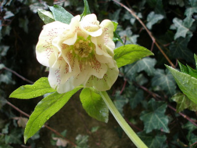 Helleborus1b.JPG