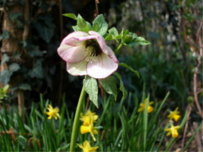 Helleborus2a.JPG