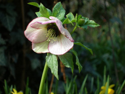 Helleborus2b.JPG