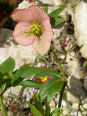 Helleborus3b.JPG