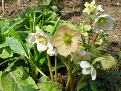 Hellebora4.JPG