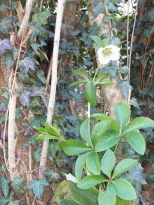 Helleborus5a.JPG