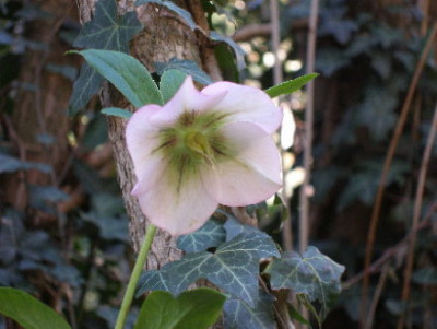 Helleborus5b.JPG