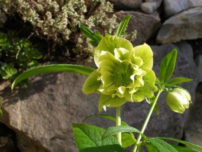 Helleborus_6b.JPG