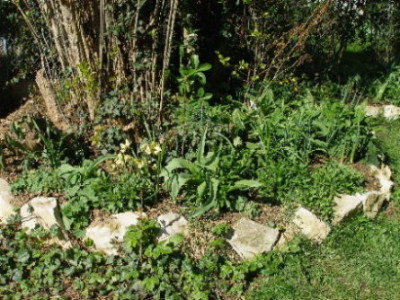 Helleborus_7a.JPG