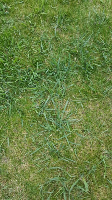 Gras.jpg