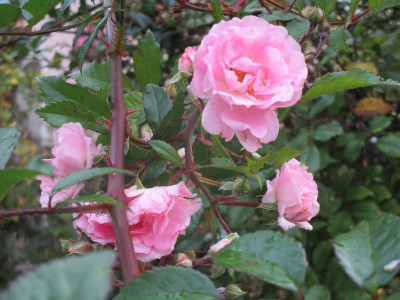 Kirschrose-2.JPG