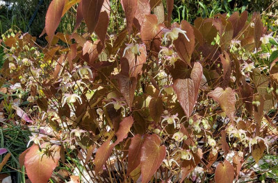 Epimedium Jose 1 (1).jpg
