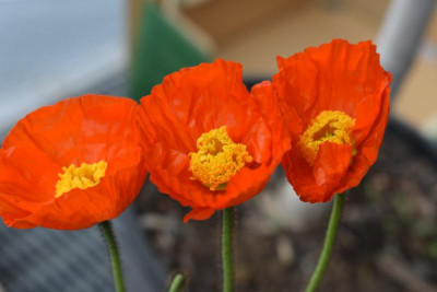Mohn 002.JPG