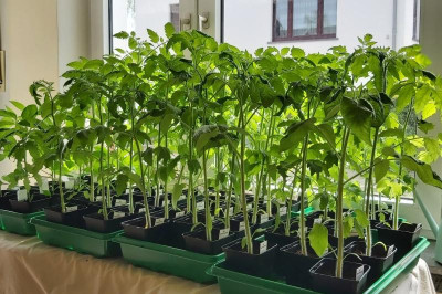 Tomaten 2022-04-23.jpg