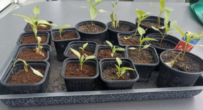 Paprika_20220422.jpg