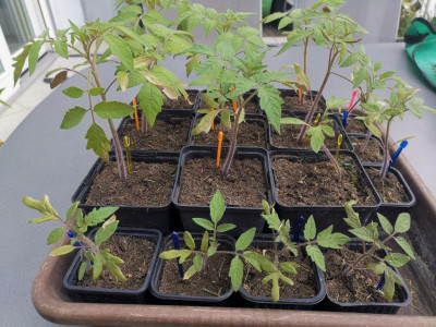Tomaten_20220423.jpg