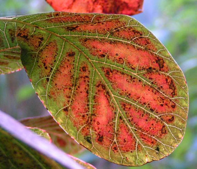 cotinus_Blatt1510_B.jpg