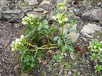 Helleborus_argutifolius_fars_2008.jpg