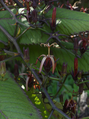 Musschia wollastonii 2.jpg