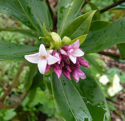 Daphne_odora_fars_2008.jpg