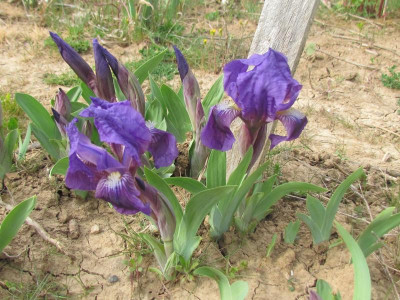 Spec aphylla als Cyanea1.JPG