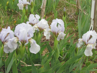 Spec aphylla caerulea.JPG