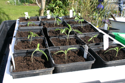 Tomaten0608.jpg