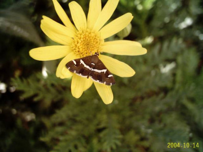 epiblema_foenella03.jpg