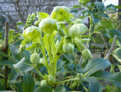 helleborus-argutifolius.jpg