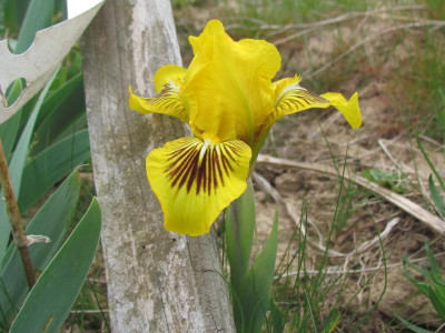SDB Eyebright.JPG