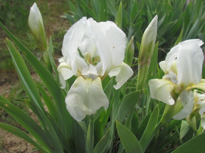 SDB Lilli-White2falsch.JPG