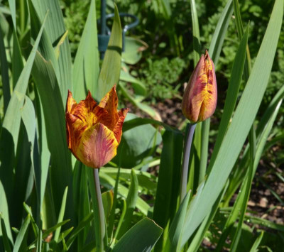 Tulipa-Virus-oder.22-1.jpg