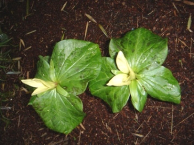 Trillium_californicum_3.JPG