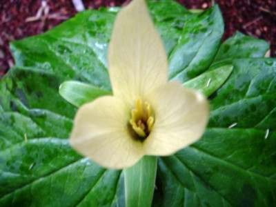Trillium_californicum_1.JPG