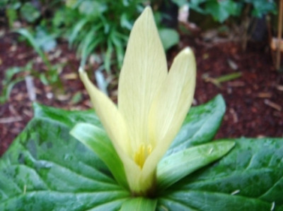 Trillium_californicum_2.JPG