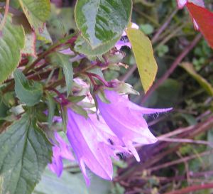 Campanula_trachelium10a.jpg