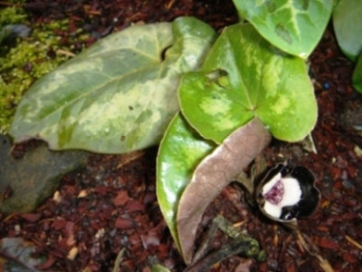 Asarum_maximum_2.JPG
