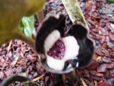 Asarum_maximum_3.JPG