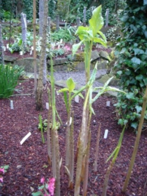 Dracunculus_vulgaris.JPG