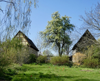 birne.jpg