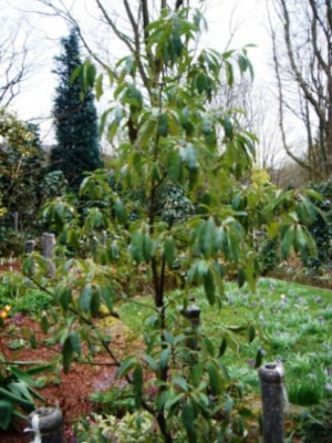 Cornus_honkongensis_1.JPG