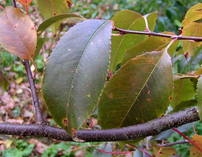 prunus_serotinus_151004.jpg