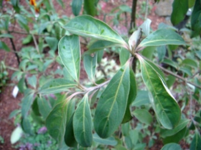 Cornus_honkongensis.JPG