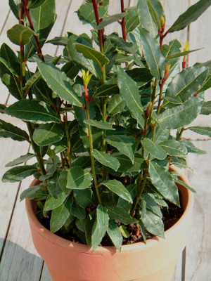 laurus.jpg