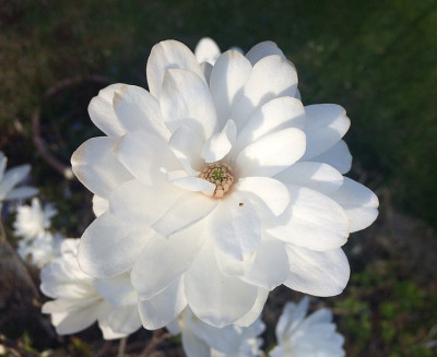 2022-04-25 'Mag's Pirouette'.jpg