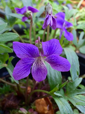 2022-04-24 Viola palmata.jpg