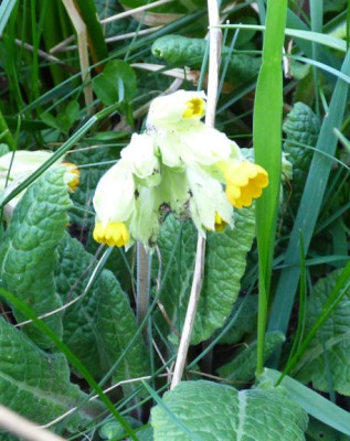 primula veris changer.jpg