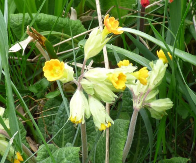 Primula veris change later.jpg