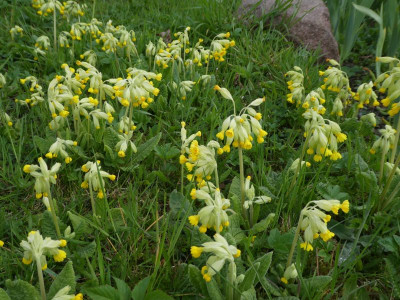 Primula veris 220425 k.jpg