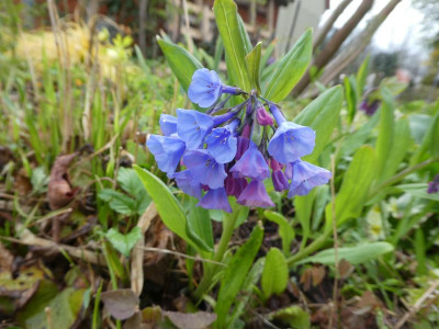Mertensia virginica 220425 k.jpg