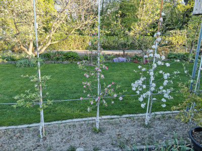 Apfelspindeln Blüte.jpeg