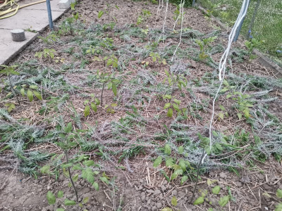 Tomaten 20220425.jpeg